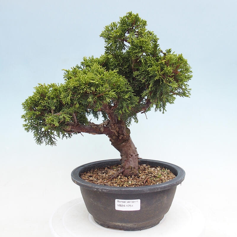 Vonkajší bonsai - Juniperus chinensis Itoigawa -Jalovec čínsky