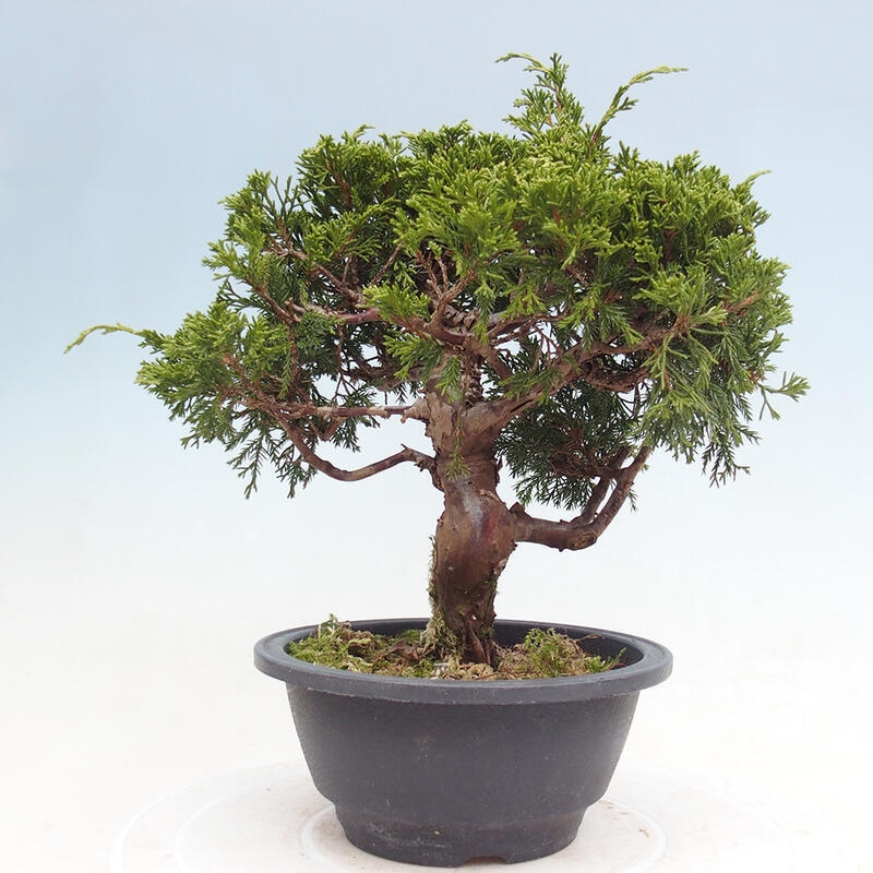 Vonkajší bonsai - Juniperus chinensis Itoigawa -Jalovec čínsky