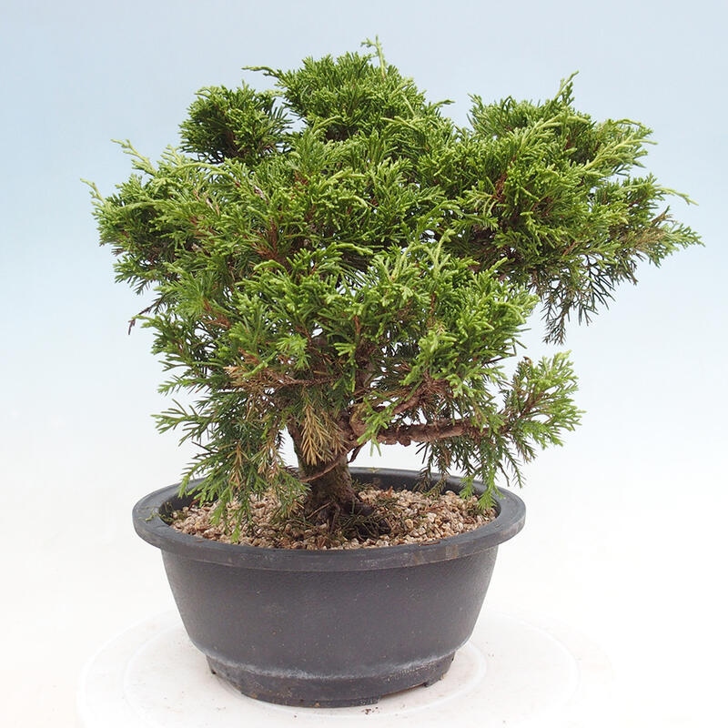 Vonkajší bonsai - Juniperus chinensis Itoigawa -Jalovec čínsky