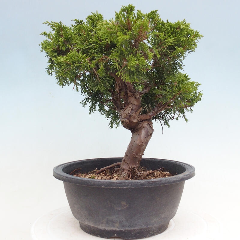 Vonkajší bonsai - Juniperus chinensis Itoigawa -Jalovec čínsky