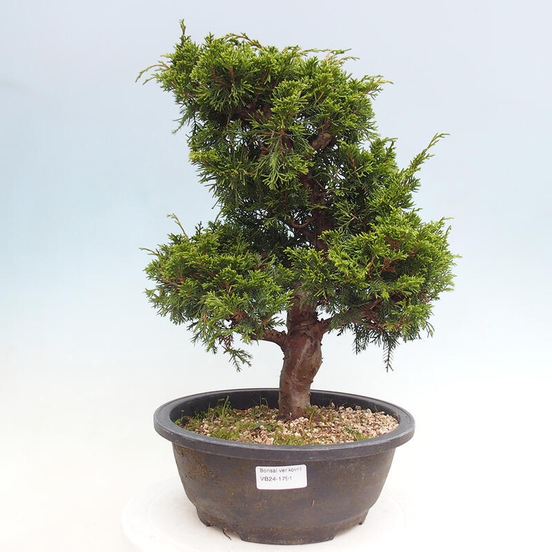 Vonkajší bonsai - Juniperus chinensis Itoigawa -Jalovec čínsky