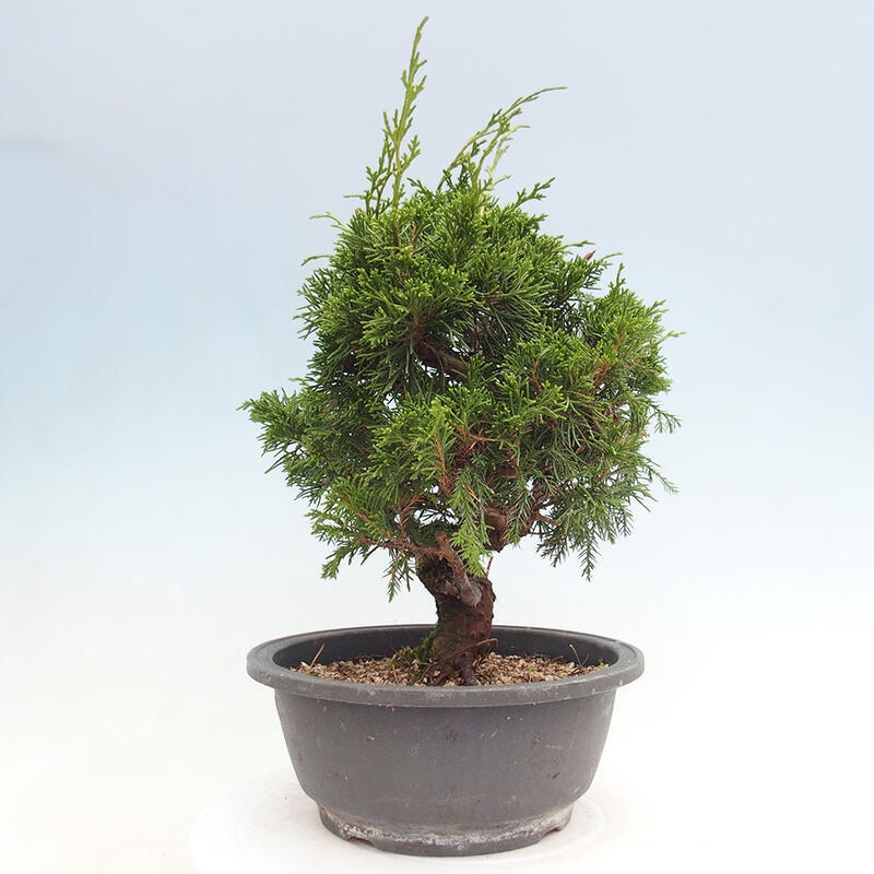 Vonkajší bonsai - Juniperus chinensis Itoigawa -Jalovec čínsky