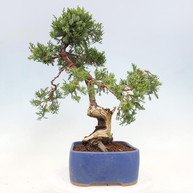 Vonkajší bonsai - Juniperus chinensis Itoigawa-Jalovec čínsky