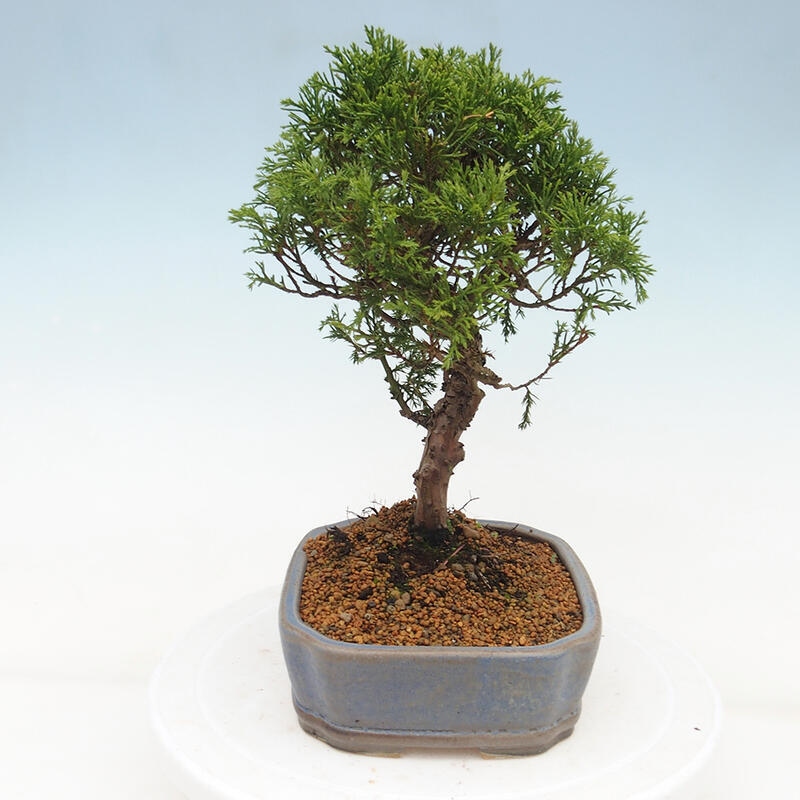 Vonkajší bonsai - Juniperus chinensis Itoigawa -Jalovec čínsky