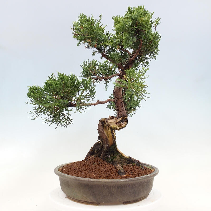 Vonkajší bonsai - Juniperus chinensis Itoigawa-Jalovec čínsky