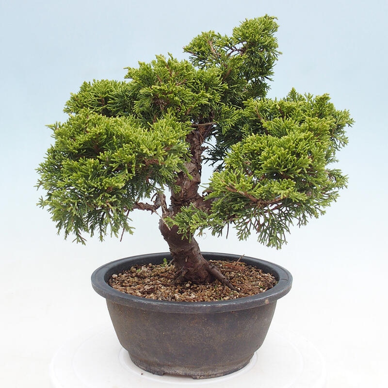 Vonkajší bonsai - Juniperus chinensis Itoigawa -Jalovec čínsky