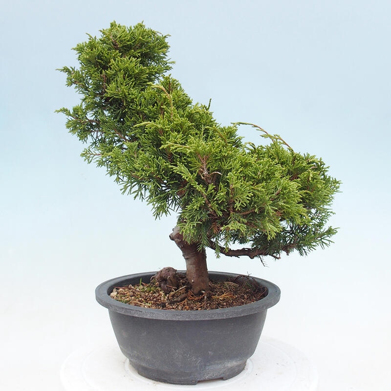 Vonkajší bonsai - Juniperus chinensis Itoigawa -Jalovec čínsky