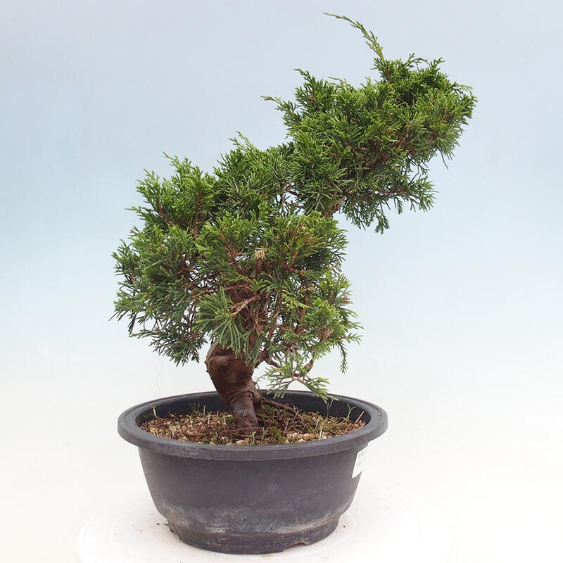 Vonkajší bonsai - Juniperus chinensis Itoigawa -Jalovec čínsky