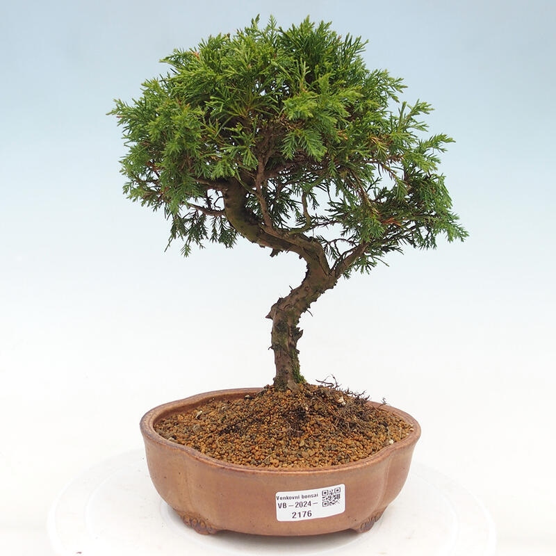 Vonkajší bonsai - Juniperus chinensis Itoigawa -Jalovec čínsky