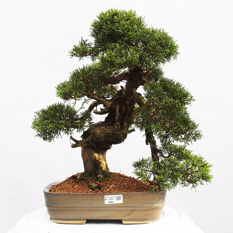 Vonkajší bonsai - Juniperus chinensis Itoigawa -Jalovec čínsky