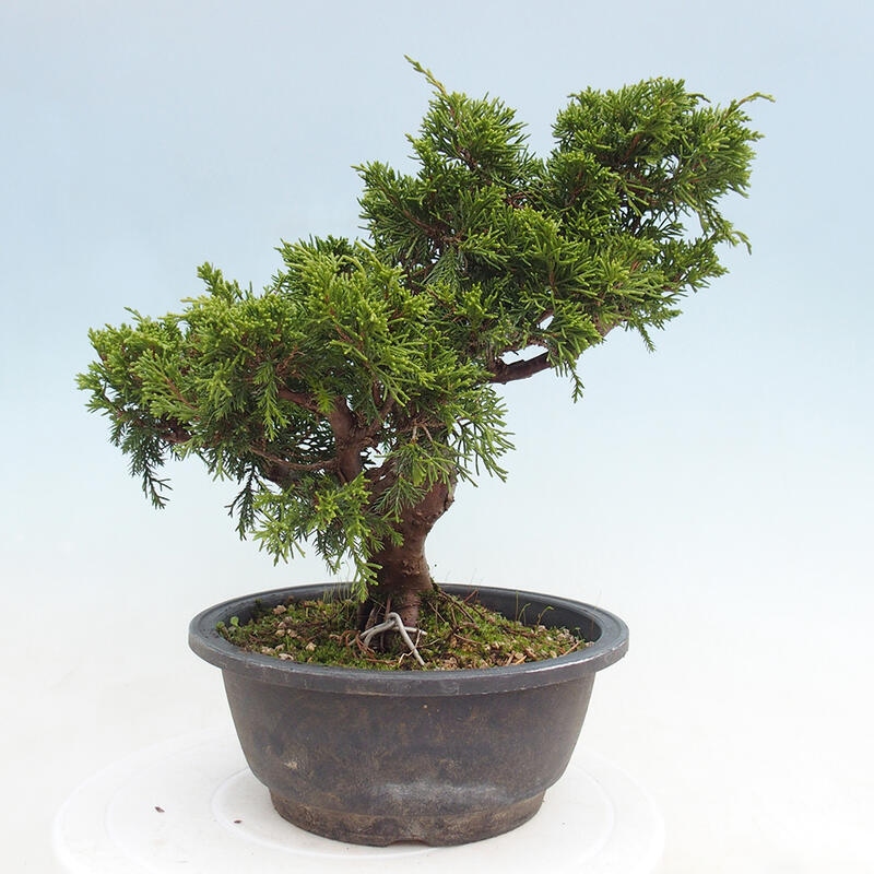 Vonkajší bonsai - Juniperus chinensis Itoigawa -Jalovec čínsky