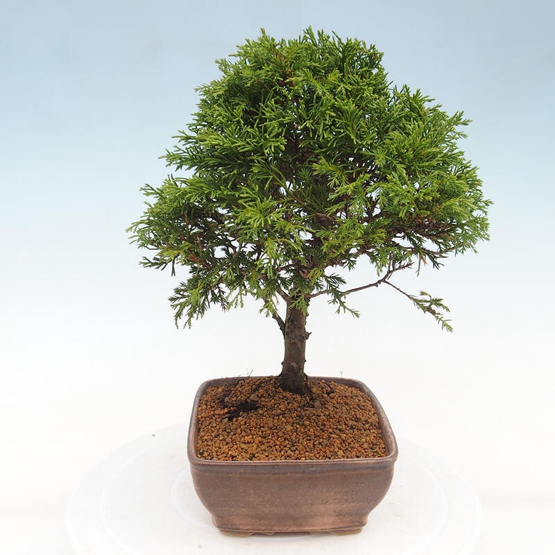 Vonkajší bonsai - Juniperus chinensis Itoigawa -Jalovec čínsky