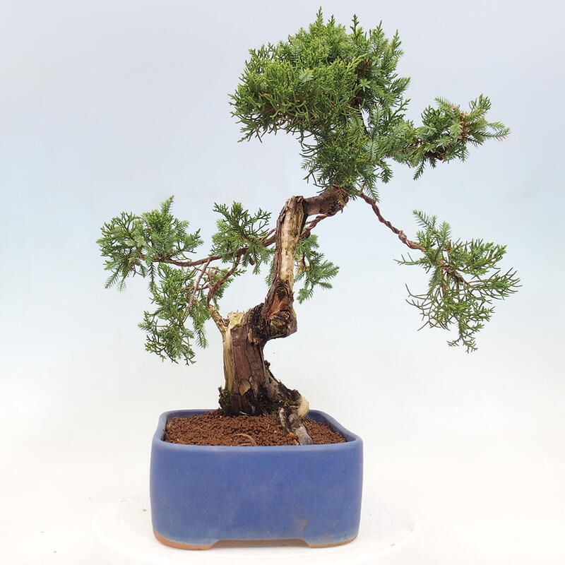 Vonkajší bonsai - Juniperus chinensis Itoigawa-Jalovec čínsky