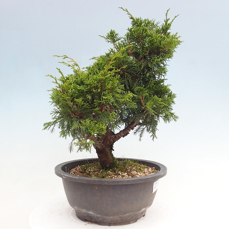 Vonkajší bonsai - Juniperus chinensis Itoigawa -Jalovec čínsky