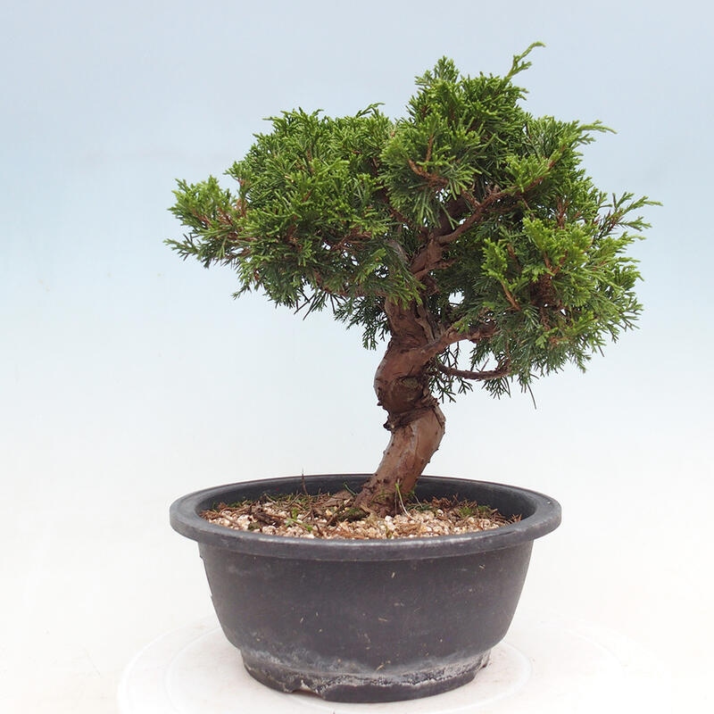 Vonkajší bonsai - Juniperus chinensis Itoigawa -Jalovec čínsky