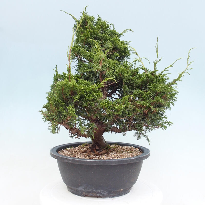 Vonkajší bonsai - Juniperus chinensis Itoigawa -Jalovec čínsky