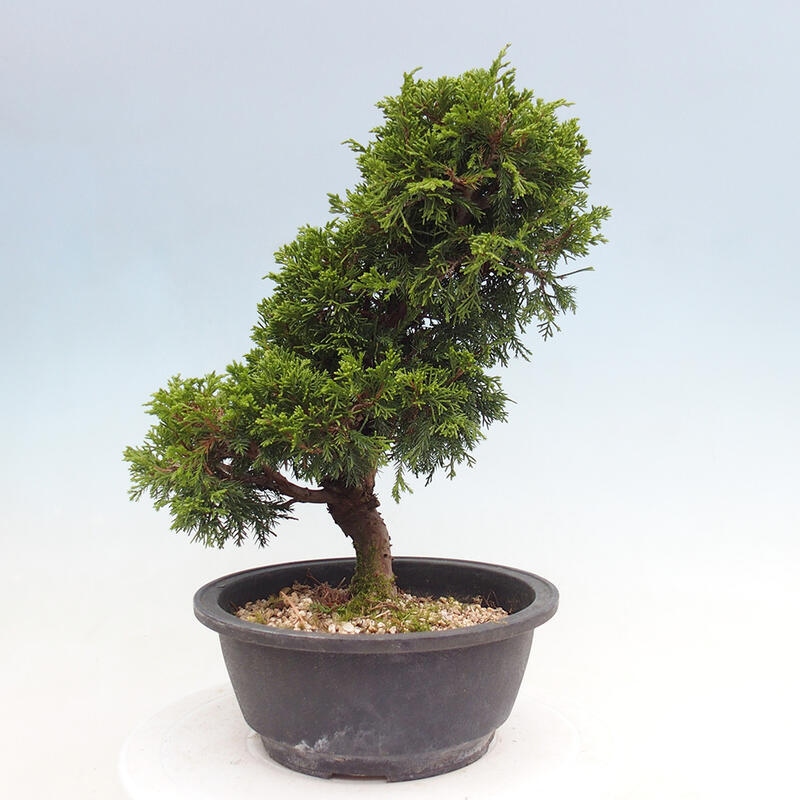 Vonkajší bonsai - Juniperus chinensis Itoigawa -Jalovec čínsky