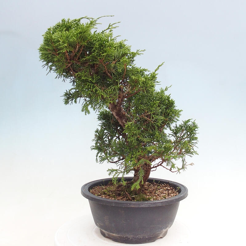 Vonkajší bonsai - Juniperus chinensis Itoigawa -Jalovec čínsky