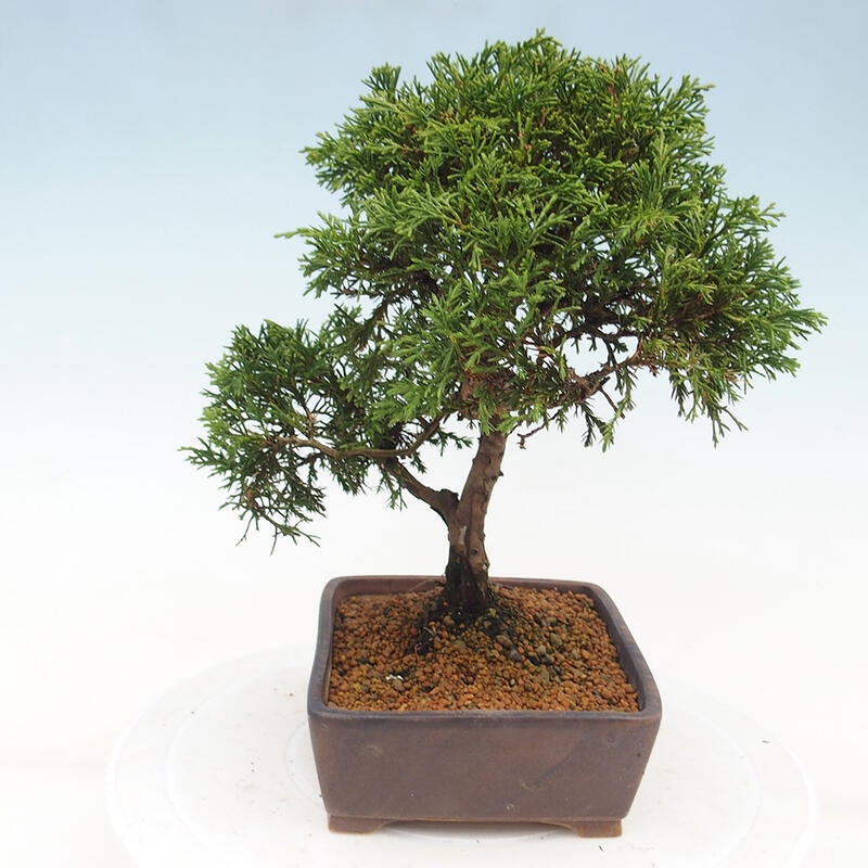 Vonkajší bonsai - Juniperus chinensis Itoigawa -Jalovec čínsky