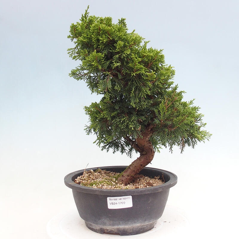 Vonkajší bonsai - Juniperus chinensis Itoigawa -Jalovec čínsky