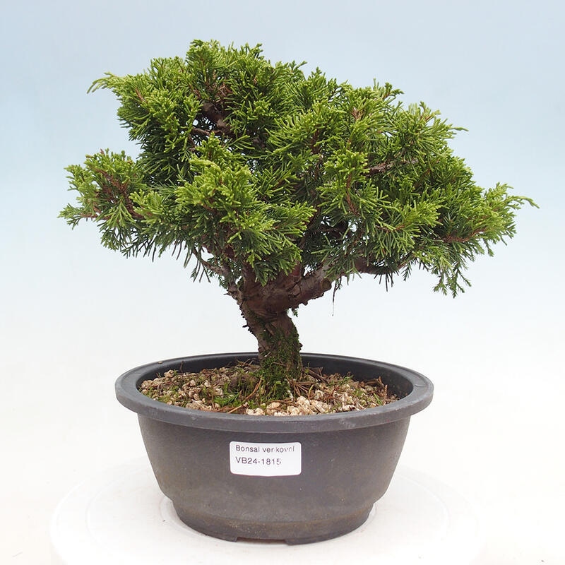 Vonkajší bonsai - Juniperus chinensis Itoigawa -Jalovec čínsky