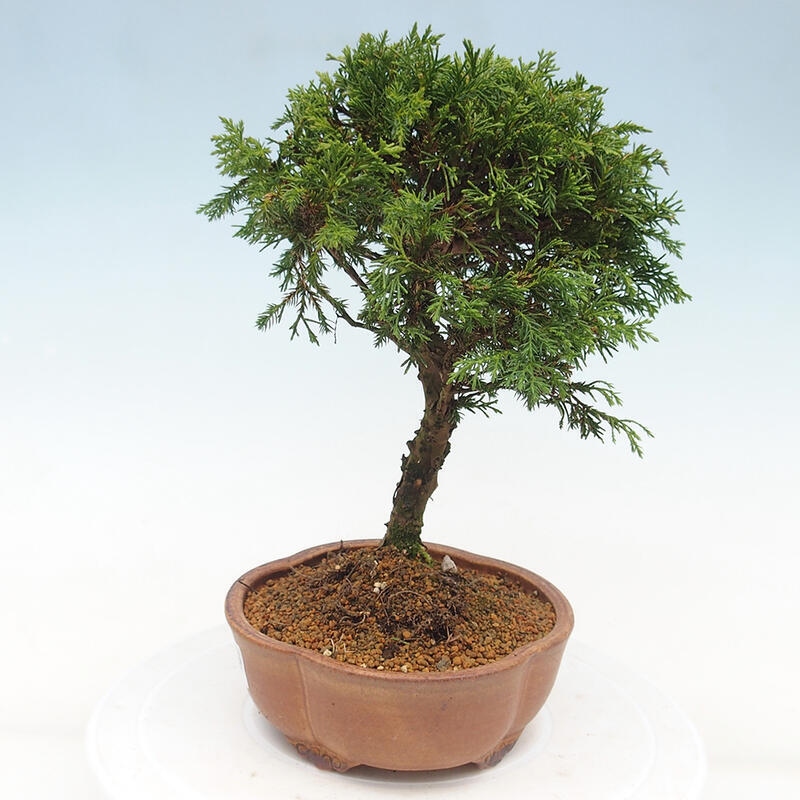 Vonkajší bonsai - Juniperus chinensis Itoigawa -Jalovec čínsky