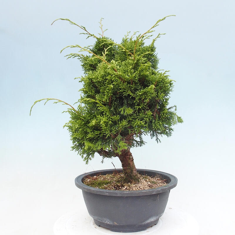 Vonkajší bonsai - Juniperus chinensis Itoigawa -Jalovec čínsky