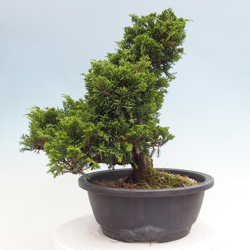 Vonkajší bonsai - Juniperus chinensis Itoigawa -Jalovec čínsky