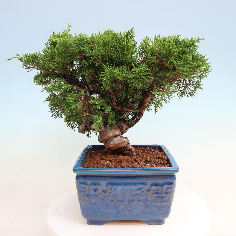 Vonkajší bonsai - Juniperus chinensis Itoigawa -Jalovec čínsky