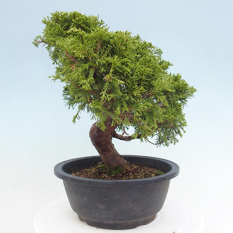 Vonkajší bonsai - Juniperus chinensis Itoigawa -Jalovec čínsky