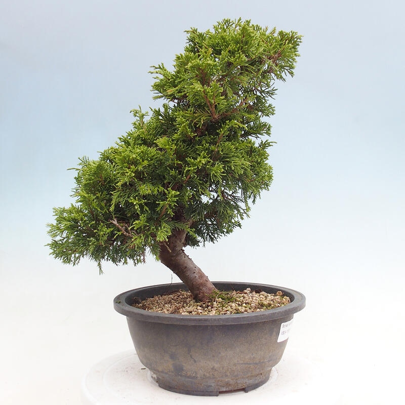 Vonkajší bonsai - Juniperus chinensis Itoigawa -Jalovec čínsky