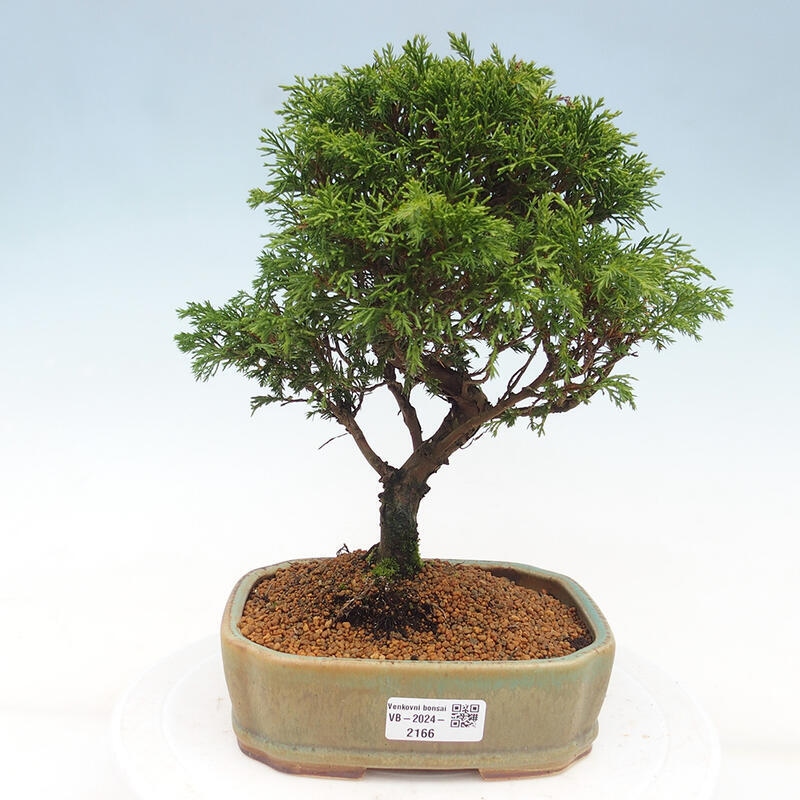 Vonkajší bonsai - Juniperus chinensis Itoigawa -Jalovec čínsky