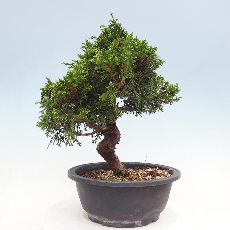 Vonkajší bonsai - Juniperus chinensis Itoigawa -Jalovec čínsky