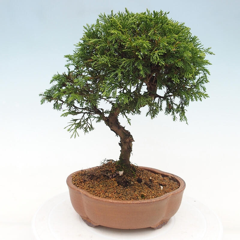 Vonkajší bonsai - Juniperus chinensis Itoigawa -Jalovec čínsky