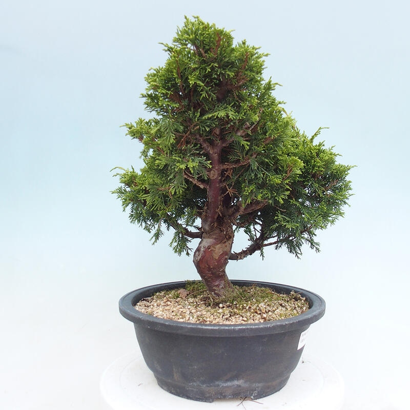 Vonkajší bonsai - Juniperus chinensis Itoigawa -Jalovec čínsky