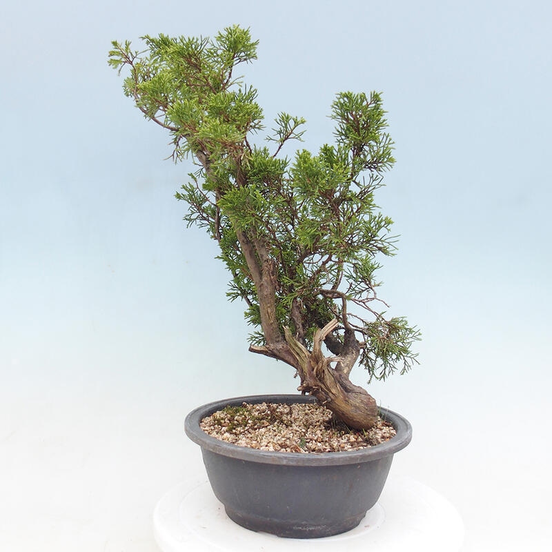 Vonkajší bonsai - Juniperus chinensis Itoigawa -Jalovec čínsky