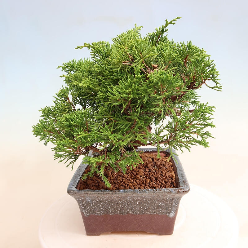 Vonkajší bonsai - Juniperus chinensis Itoigawa -Jalovec čínsky