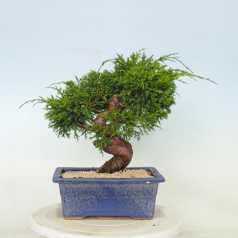 Vonkajší bonsai - Juniperus chinensis Itoigawa -Jalovec čínsky