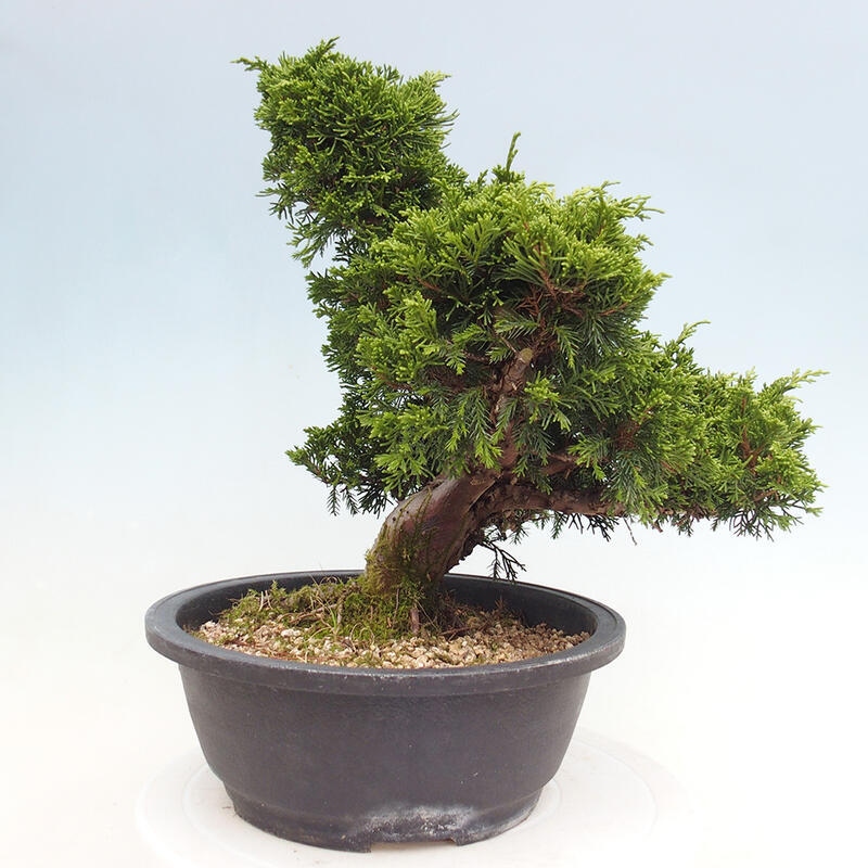 Vonkajší bonsai - Juniperus chinensis Itoigawa -Jalovec čínsky