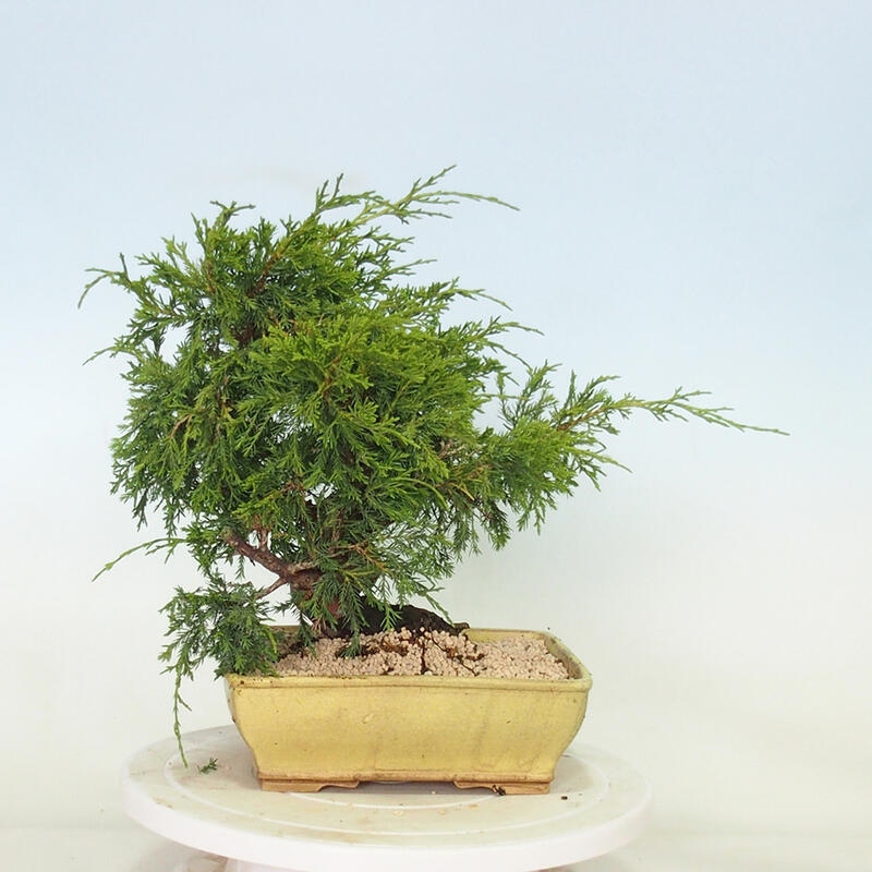 Vonkajší bonsai - Juniperus chinensis Itoigawa -Jalovec čínsky