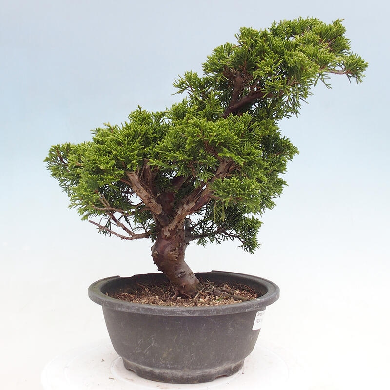 Vonkajší bonsai - Juniperus chinensis Itoigawa -Jalovec čínsky