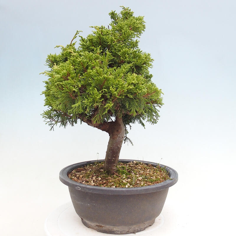 Vonkajší bonsai - Juniperus chinensis Itoigawa -Jalovec čínsky