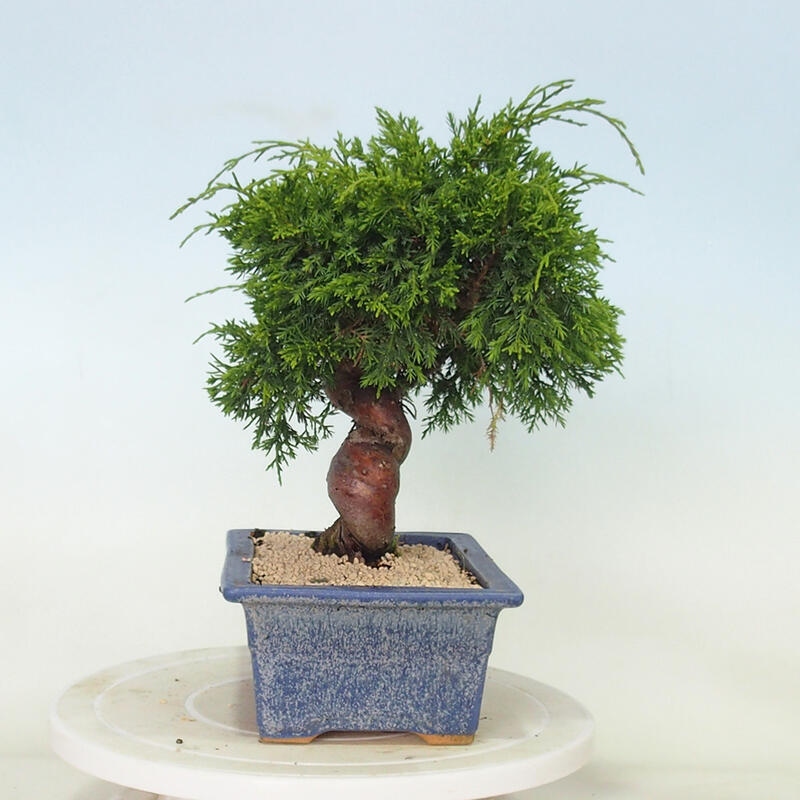 Vonkajší bonsai - Juniperus chinensis Itoigawa -Jalovec čínsky