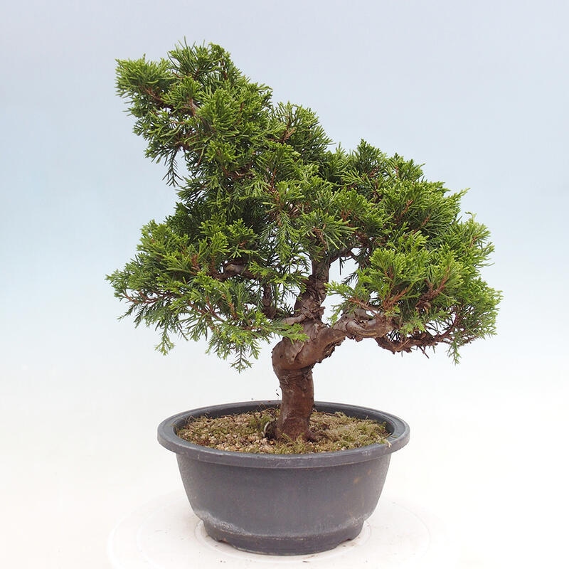 Vonkajší bonsai - Juniperus chinensis Itoigawa -Jalovec čínsky