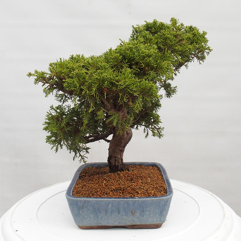 Vonkajší bonsai - Juniperus chinensis Itoigawa -Jalovec čínsky