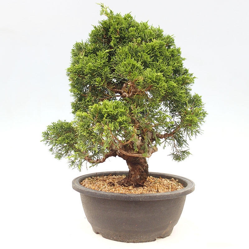 Vonkajšie bonsai - Juniperus chinensis Itoigawa-Jalovec čínsky