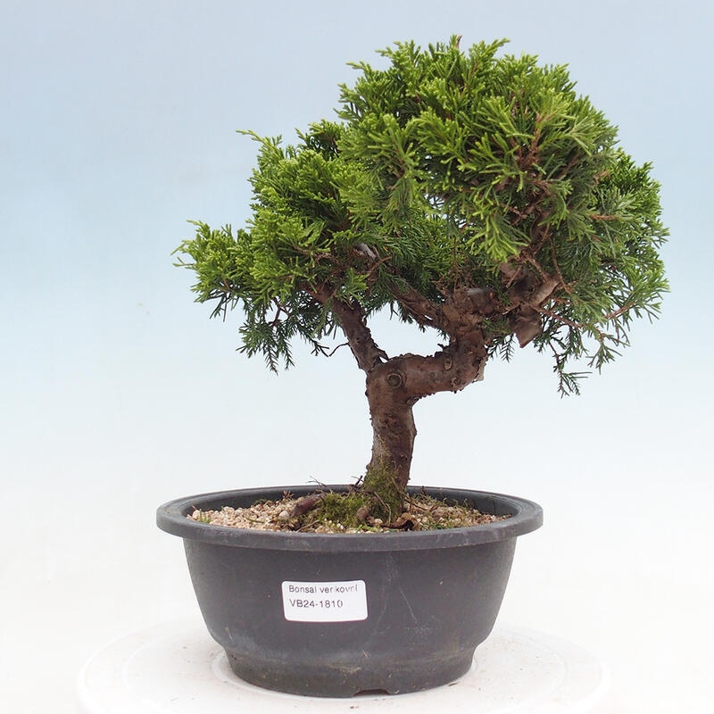 Vonkajší bonsai - Juniperus chinensis Itoigawa -Jalovec čínsky