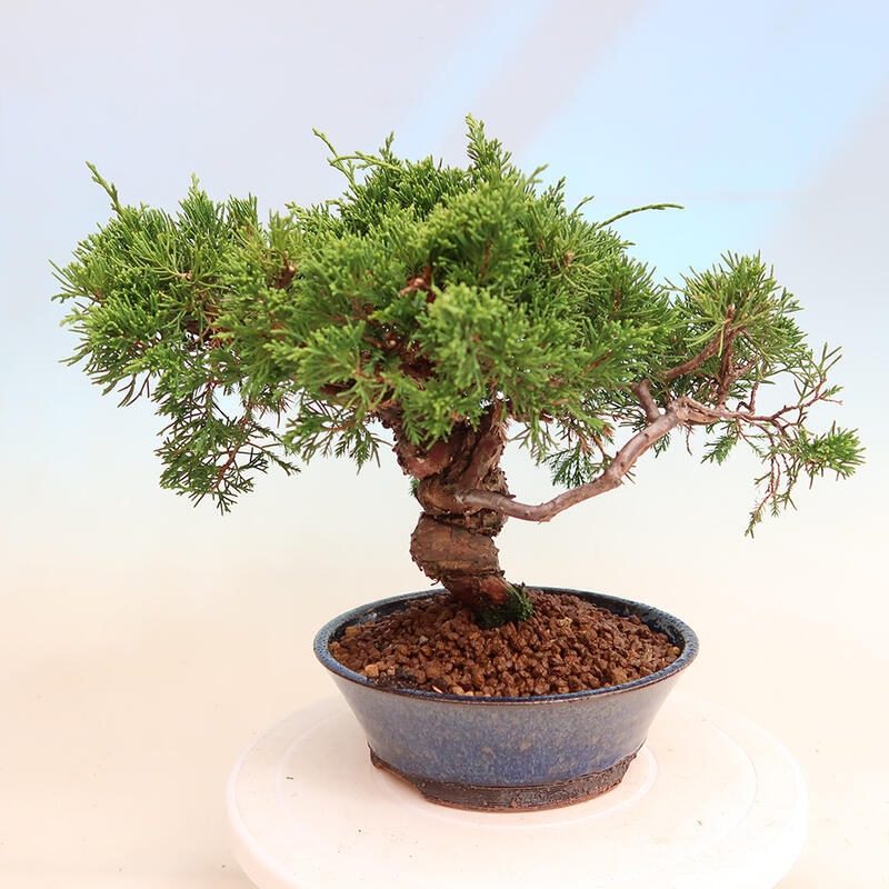 Vonkajší bonsai - Juniperus chinensis Itoigawa -Jalovec čínsky