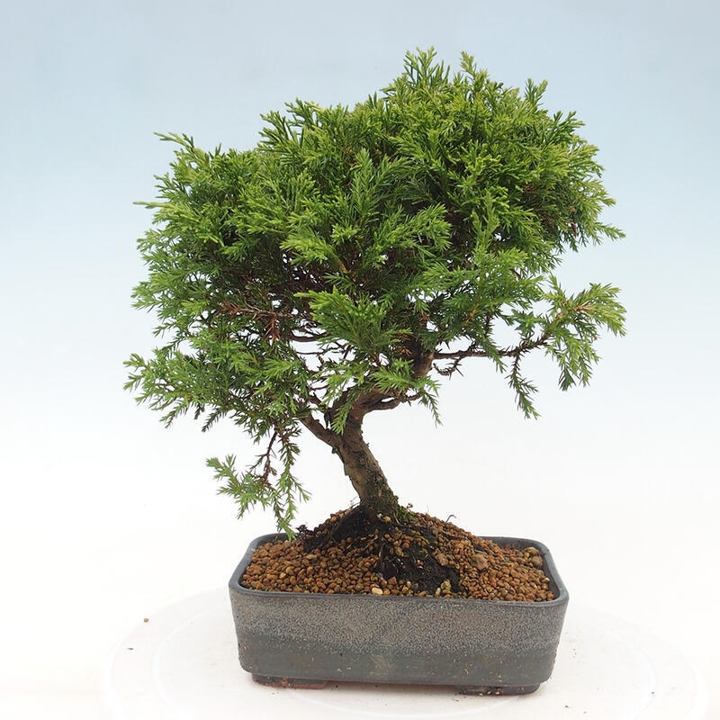 Vonkajší bonsai - Juniperus chinensis Itoigawa -Jalovec čínsky