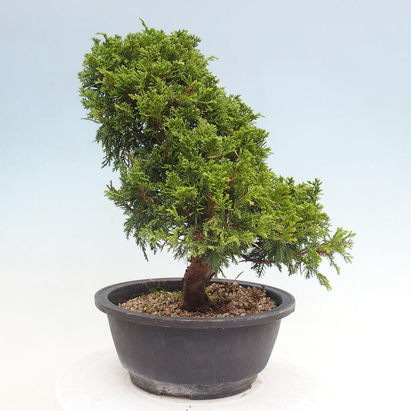 Vonkajší bonsai - Juniperus chinensis Itoigawa -Jalovec čínsky